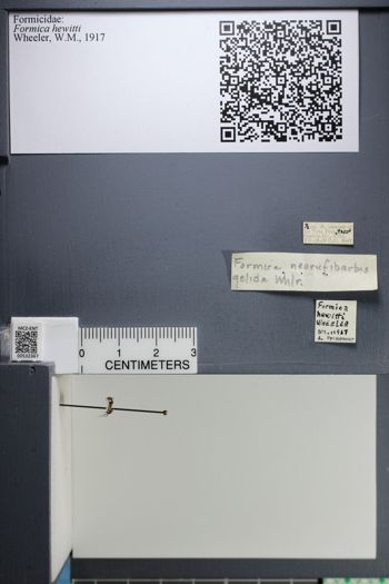 Media type: image;   Entomology 532367